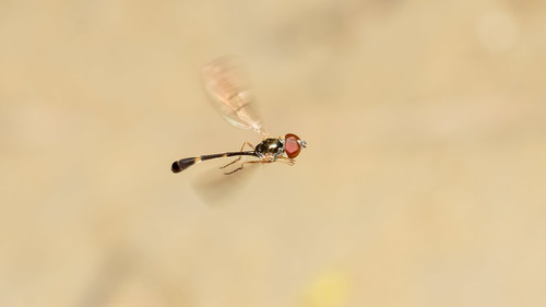 Common Dainty