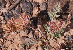 Vesper constancei