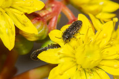Acmaeodera cisti