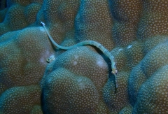 Corythoichthys schultzi