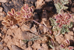 Vesper constancei