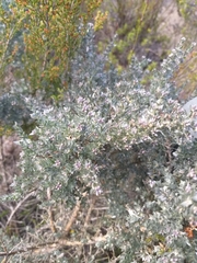 Amphithalea violacea