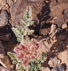 Vesper constancei
