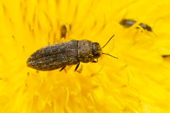 Acmaeodera cisti