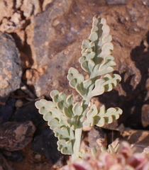 Vesper constancei