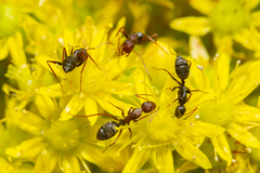 Camponotus feae