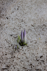 Crocus neapolitanus