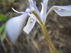 Moraea stricta