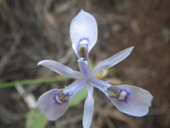 Moraea stricta