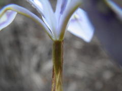 Moraea stricta