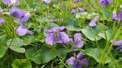 Viola communis