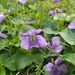 Dooryard Violet - Photo (c) alicyn, some rights reserved (CC BY-NC), uploaded by alicyn