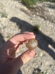 Helminthoglypta traskii