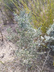 Amphithalea violacea