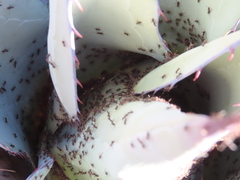 Liometopum apiculatum