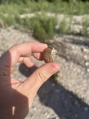 Helminthoglypta traskii