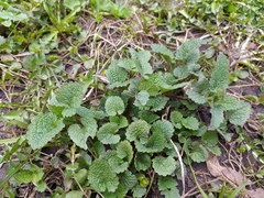 Lamium album