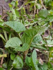 Lamium album