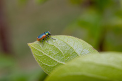 Smaragdina limbata