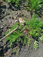 Matricaria discoidea