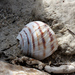 Helix pomatella - Photo (c) carrollxiv, some rights reserved (CC BY), uploaded by carrollxiv