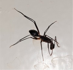 Camponotus etiolipes