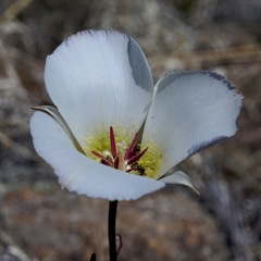 Calochortus ambiguus