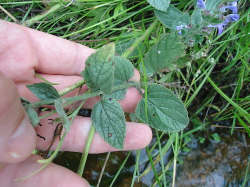 Scutellaria ovata ssp. bracteata