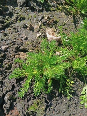 Matricaria discoidea