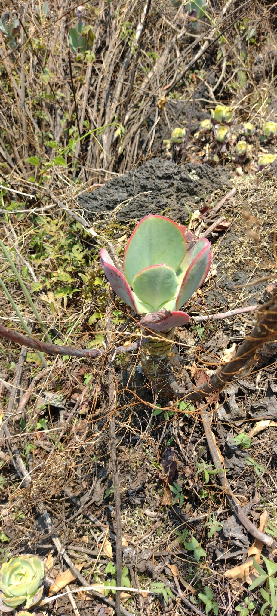 Imagem de Gigante Rosa