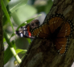 Limenitis archippus obsoleta