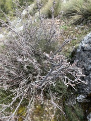 Cotoneaster granatensis