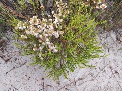 Erica subdivaricata