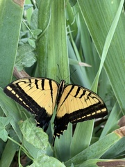 Papilio multicaudata