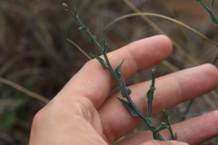 Asparagus undulatus