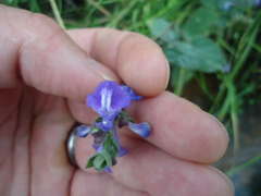 Scutellaria ovata bracteata