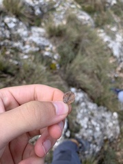 Cotoneaster granatensis
