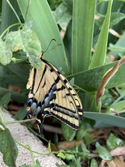 Papilio multicaudata