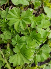 Alchemilla