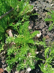 Matricaria discoidea