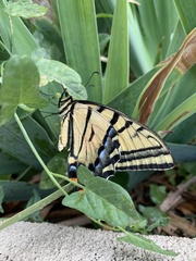 Papilio multicaudata