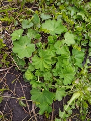 Alchemilla
