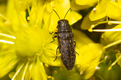 Acmaeodera cisti