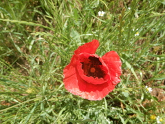 Papaver umbonatum