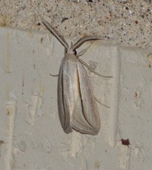 Doryodes tenuistriga
