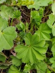 Alchemilla