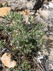 Draba hispanica