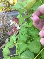 Leycesteria