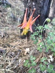 Aquilegia desertorum