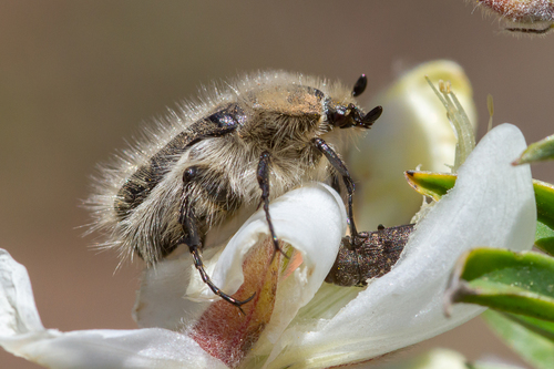 Hairy Rose Beetle